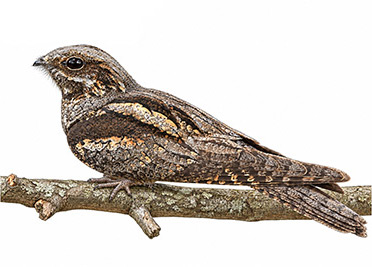 Çobanaldatan - Caprimulgus europaeus kuş görseli