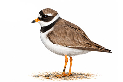 Halkalı cılıbıt - Charadrius hiaticula kuş görseli