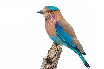 Hint gökkuzgunu - Coracias benghalensis kuş görseli