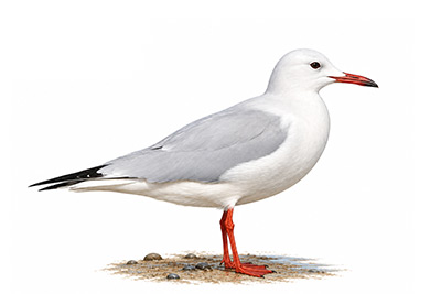 İncegagalı martı - Chroicocephalus genei kuş görseli