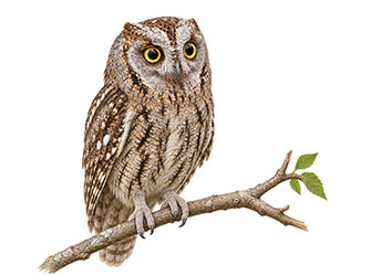 İshakkuşu - Otus scops kuş görseli