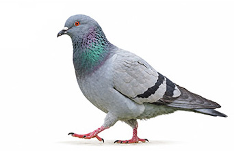 Kaya Güvercini - Columba livia kuş görseli