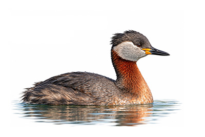 Kızılboyunlu Batağan - Podiceps grisegena kuş görseli