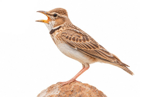 Küçük boğmaklı toygar - Melanocorypha bimaculata kuş görseli