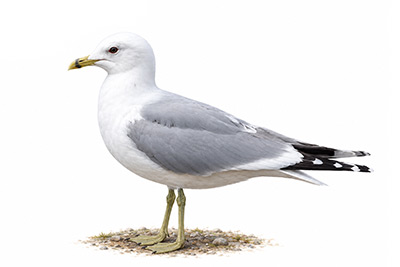 Küçük gümüş martı - Larus canus kuş görseli