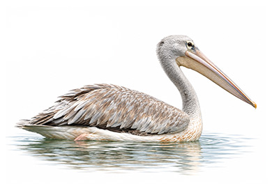 Küçük pelikan - Pelecanus rufescens kuş görseli
