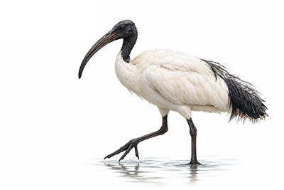 Kutsal aynak - Threskiornis aethiopicus kuş görseli