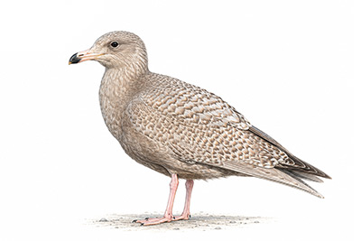 Kutup Martısı - Larus hyperboreus kuş görseli