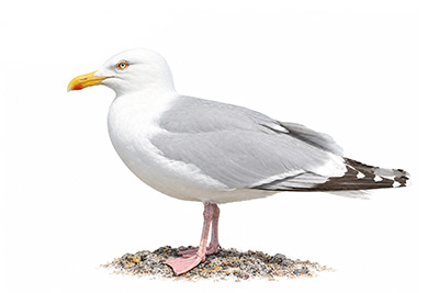 Kuzey gümüş martı - Larus argentatus kuş görseli
