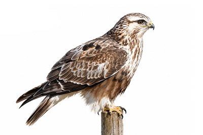 Paçalı Şahin - Buteo lagopus kuş görseli