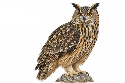 Puhu - Bubo bubo kuş görseli