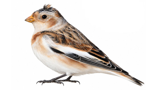 Alaca çinte - Plectrophenax nivalis kuş görseli