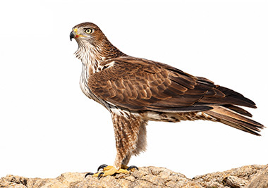 Tavşancıl - Aquila fasciata kuş görseli