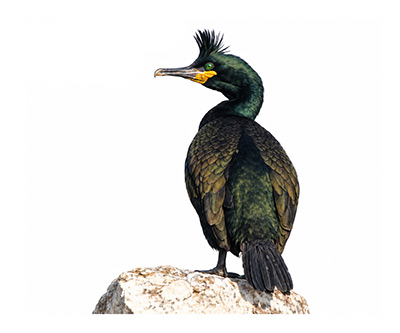 Tepeli karabatak - Gulosus aristotelis kuş görseli