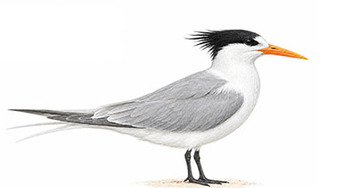 Tepeli Sumru - Thalasseus bengalensis kuş görseli
