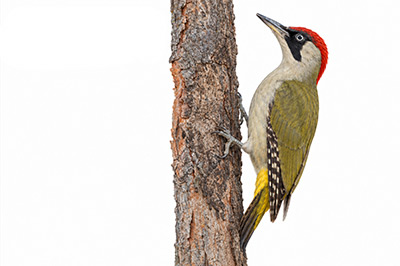 Yeşil ağaçkakan - Picus viridis kuş görseli