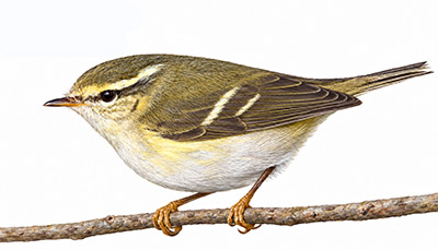 Yeşil çıvgın - Phylloscopus nitidus kuş görseli