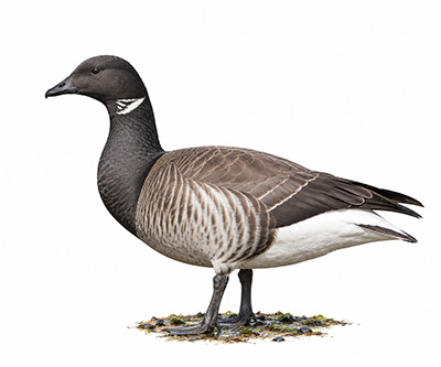 Yosun kazı - Branta bernicla kuş görseli