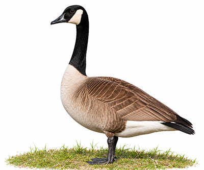Kanada kazı - Branta canadensis kuş görseli