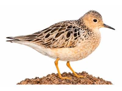 Çayırkoşarı - Calidris subruficollis kuş görseli