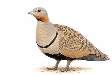 Bağırtlak - Pterocles orientalis kuş görseli