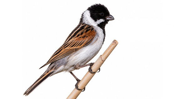 Bataklık Çintesi - Emberiza schoeniclus kuş görseli