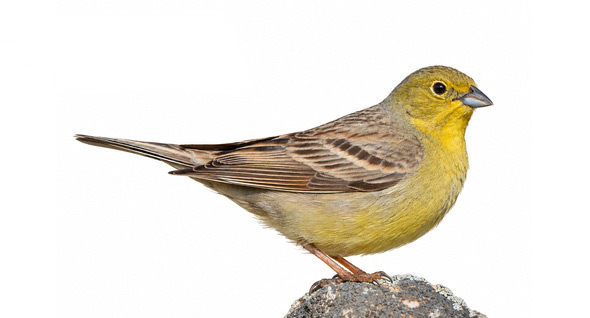 Boz çinte - Emberiza cineracea kuş görseli