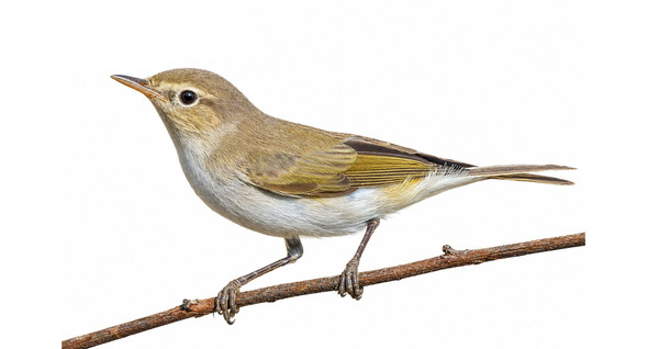 Boz çıvgın - Phylloscopus orientalis kuş görseli