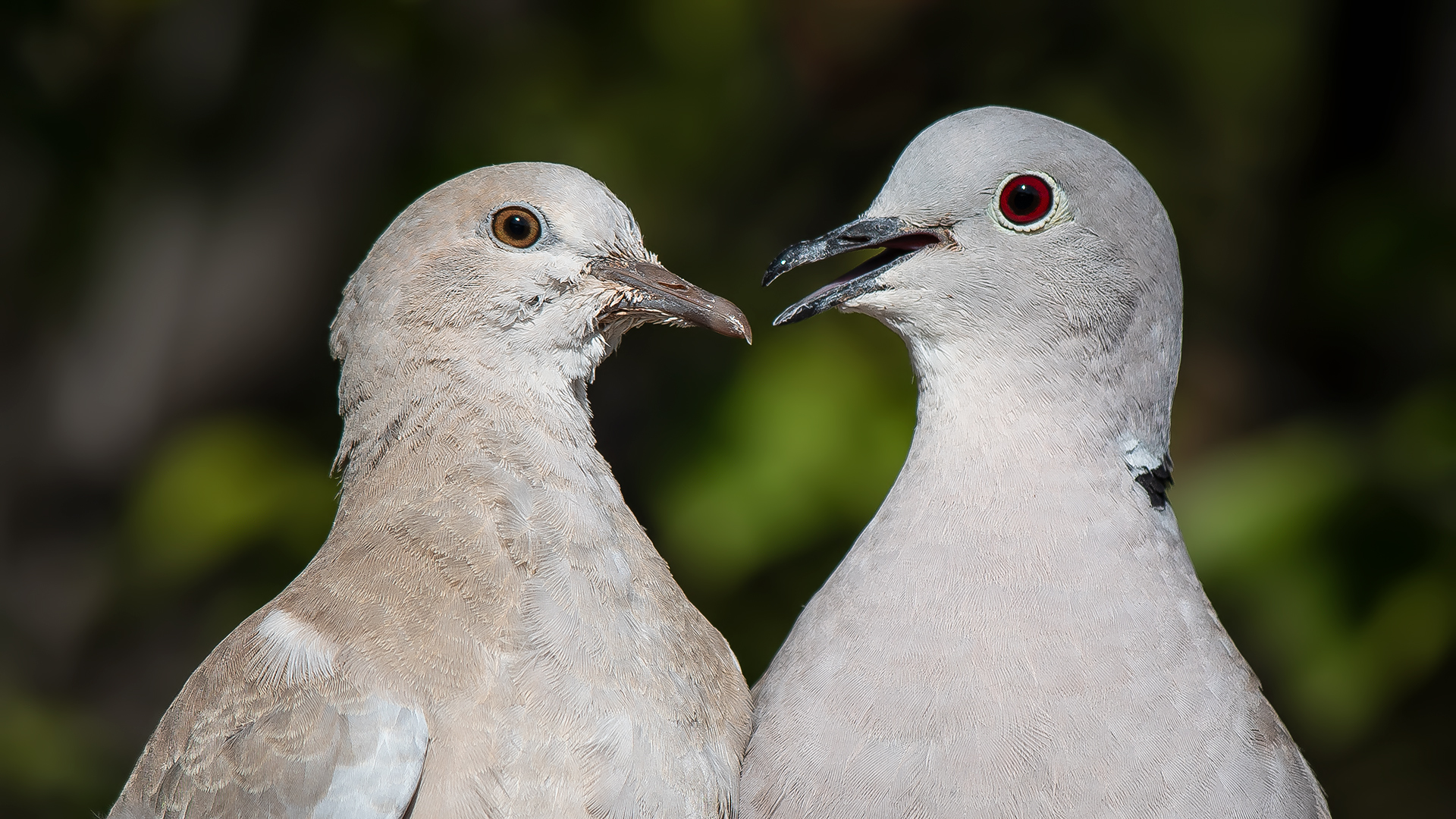 Kumru Eurasian Collared Dove