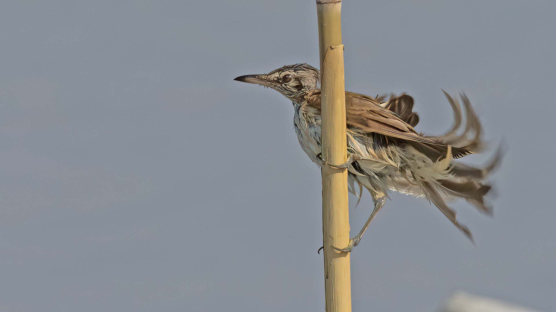 Büyük Kamışçın - Acrocephalus arundinaceus kuş fotoğrafı