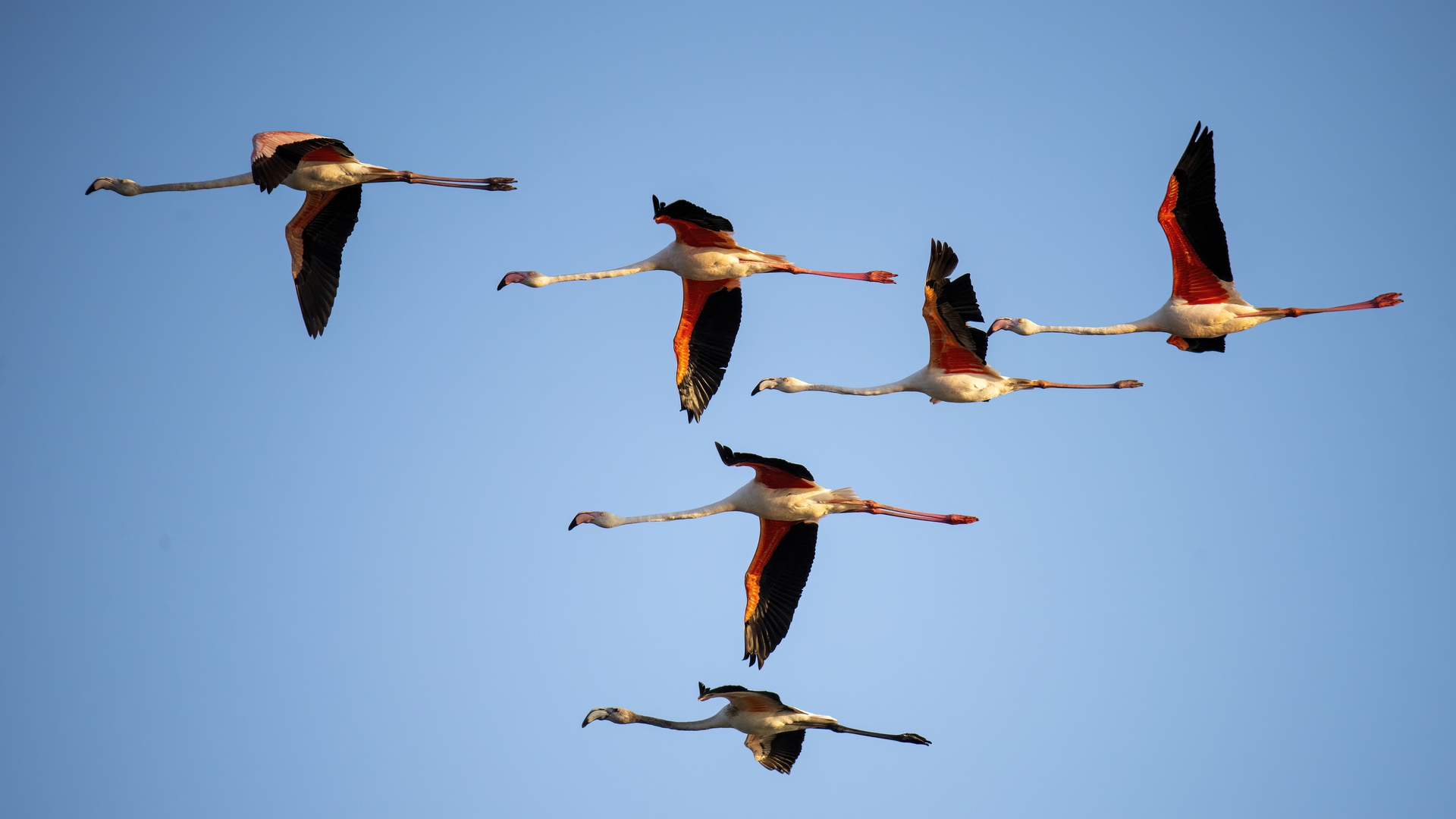 ORNITO.ORG - Flamingo