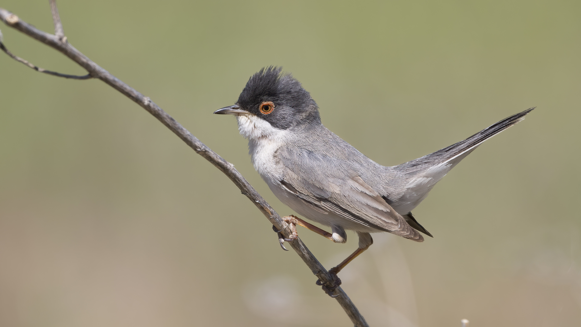 Butun olomon osiyolik ayolning ustiga keldi