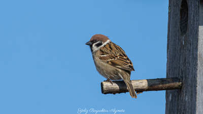 Ağaç Serçesi - Passer montanus kuş fotoğrafı