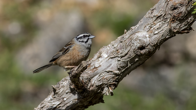 Kaya Çintesi - Emberiza cia kuş fotoğrafı
