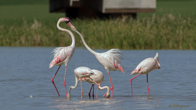 Flamingo