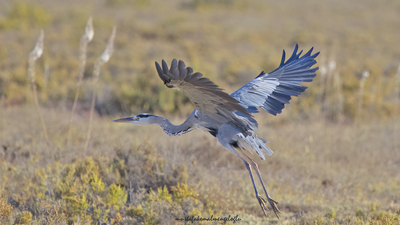 Gri Balıkçıl (Ardea cinerea) - Mersin / Silifke kuş fotoğrafı