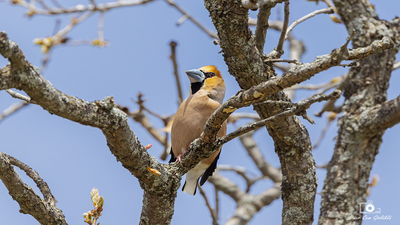 Kocabaş (Coccothraustes coccothraustes) - Ankara / Kızılcahamam kuş fotoğrafı
