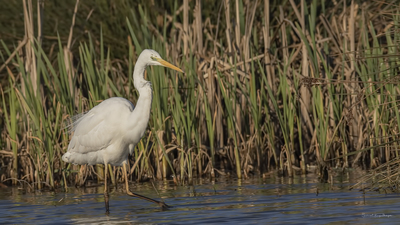 Büyük Ak Balıkçıl - Ardea alba kuş fotoğrafı
