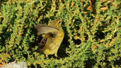 Söğütbülbülü (Phylloscopus trochilus) - İzmir / Dikili kuş fotoğrafı