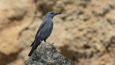 Gökardıç - Monticola solitarius kuş fotoğrafı