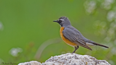 Taşbülbülü