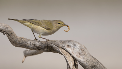 Söğütbülbülü (Phylloscopus trochilus) - Malatya / Battalgazi kuş fotoğrafı