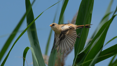 Bıyıklı Baştankara - Panurus biarmicus kuş fotoğrafı