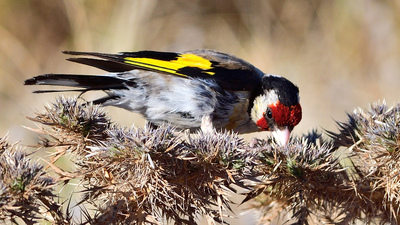 Saka (Carduelis carduelis) - İzmir / Çeşme kuş fotoğrafı