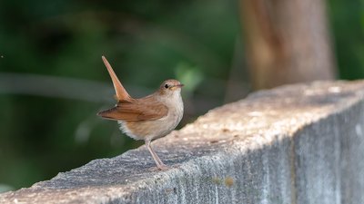 Bülbül - Luscinia megarhynchos kuş fotoğrafı