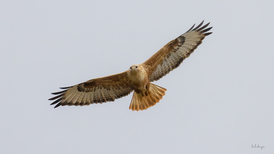 Kızıl Şahin - Buteo rufinus kuş fotoğrafı