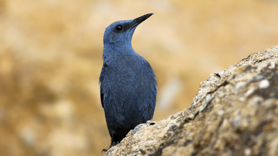 Gökardıç (Monticola solitarius) - Ankara / Kahramankazan kuş fotoğrafı