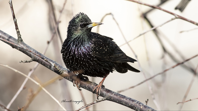 Sığırcık - Sturnus vulgaris kuş fotoğrafı
