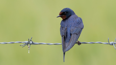 Kır Kırlangıcı - Hirundo rustica kuş fotoğrafı