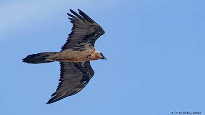 Sakallı Akbaba (Gypaetus barbatus) - Erzincan / Kemaliye kuş fotoğrafı